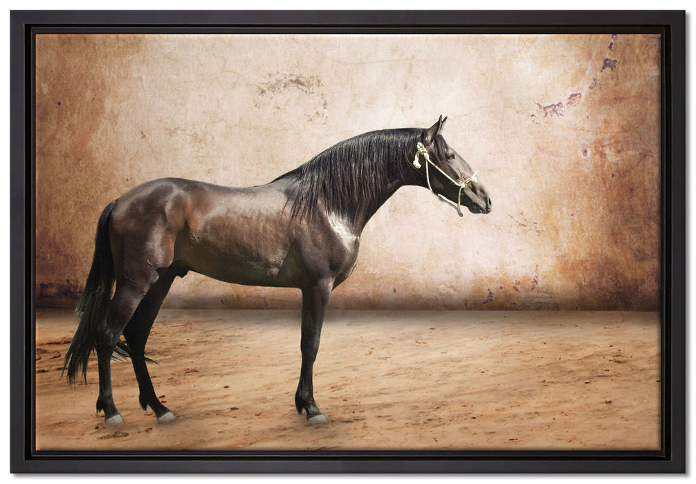Brauner Hengst auf Leinwandbild gerahmt Größe 60x40