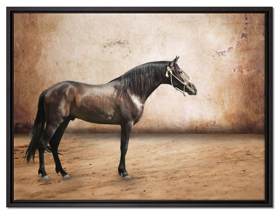 Brauner Hengst auf Leinwandbild gerahmt Größe 80x60