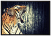 Brüllender Tiger auf Leinwandbild gerahmt Größe 100x70
