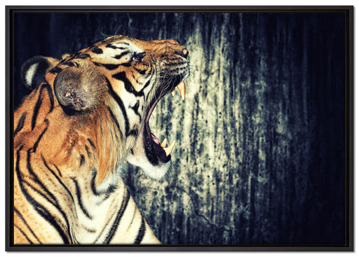 Brüllender Tiger auf Leinwandbild gerahmt Größe 100x70