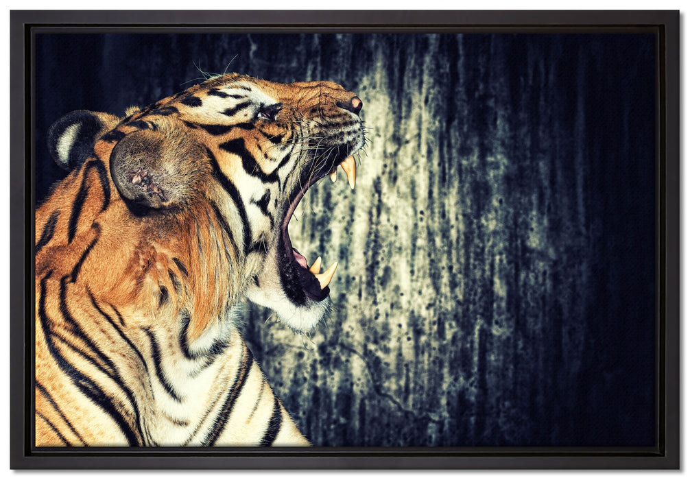Brüllender Tiger auf Leinwandbild gerahmt Größe 60x40
