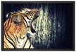 Brüllender Tiger auf Leinwandbild gerahmt Größe 60x40