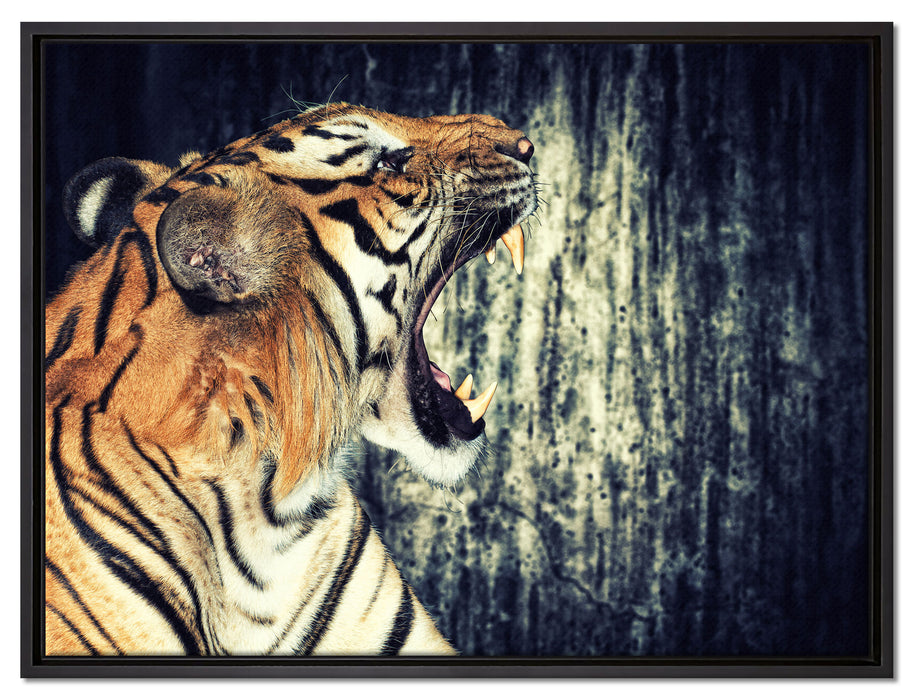 Brüllender Tiger auf Leinwandbild gerahmt Größe 80x60