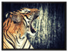 Brüllender Tiger auf Leinwandbild gerahmt Größe 80x60