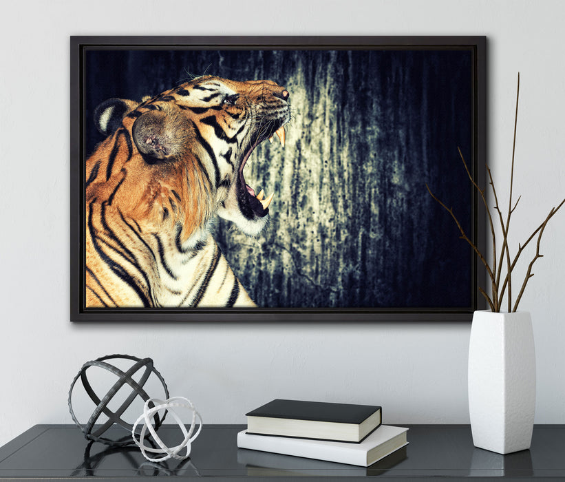 Brüllender Tiger auf Leinwandbild gerahmt mit Kirschblüten