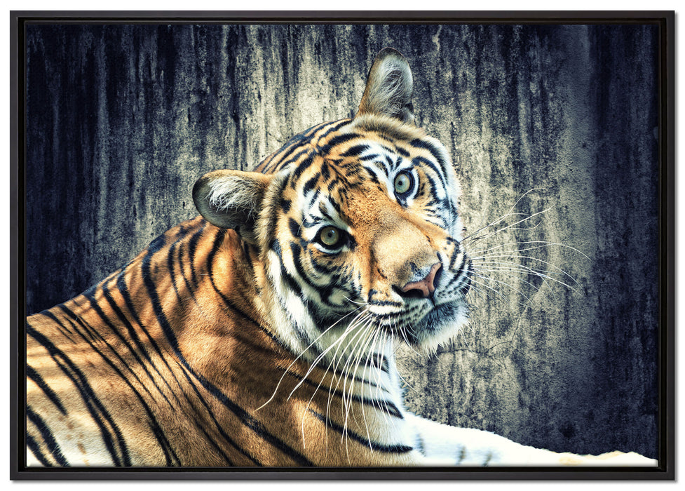 Neugieriger Tiger auf Leinwandbild gerahmt Größe 100x70
