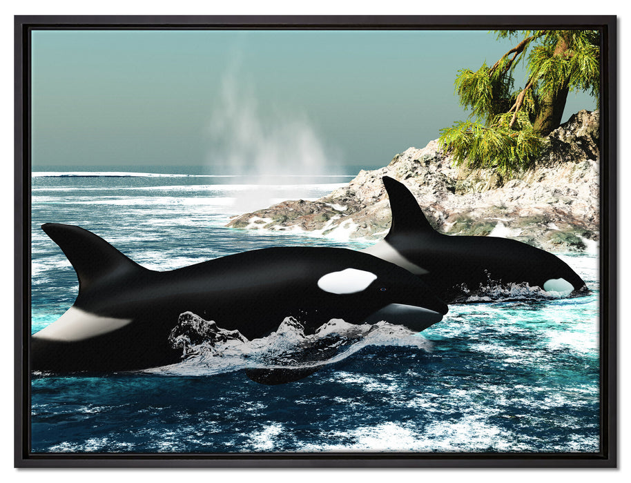 Orcas vor Insel auf Leinwandbild gerahmt Größe 80x60