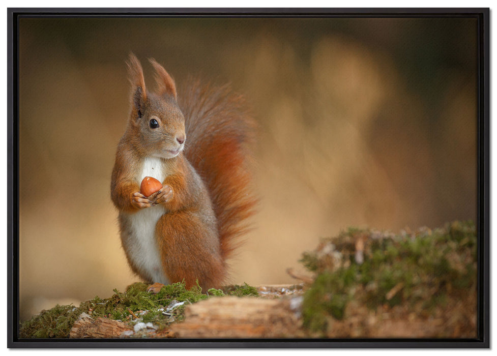 Freches Eichhörnchen mit Nuss auf Leinwandbild gerahmt Größe 100x70