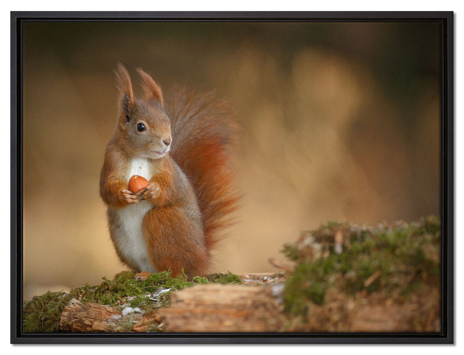 Freches Eichhörnchen mit Nuss auf Leinwandbild gerahmt Größe 80x60