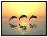 Delfine im Sonnenuntergang auf Leinwandbild gerahmt Größe 80x60