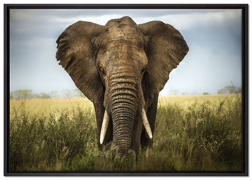 Imposanter Elefant auf Leinwandbild gerahmt Größe 100x70
