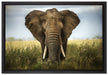 Imposanter Elefant auf Leinwandbild gerahmt Größe 60x40