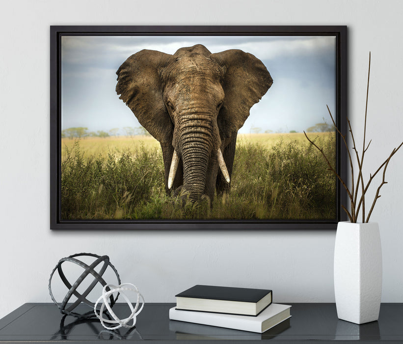 Imposanter Elefant auf Leinwandbild gerahmt mit Kirschblüten
