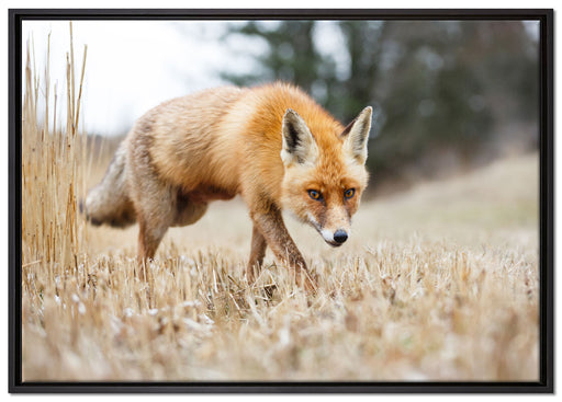 Schöner Fuchs auf Leinwandbild gerahmt Größe 100x70