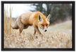 Schöner Fuchs auf Leinwandbild gerahmt Größe 60x40