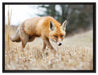Schöner Fuchs auf Leinwandbild gerahmt Größe 80x60
