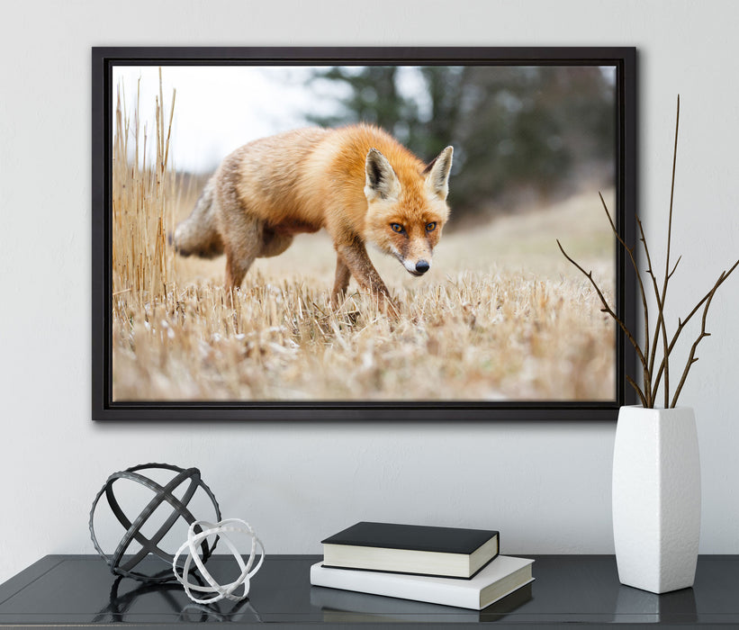 Schöner Fuchs auf Leinwandbild gerahmt mit Kirschblüten