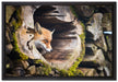 Fuchs im Baumstamm auf Leinwandbild gerahmt Größe 60x40
