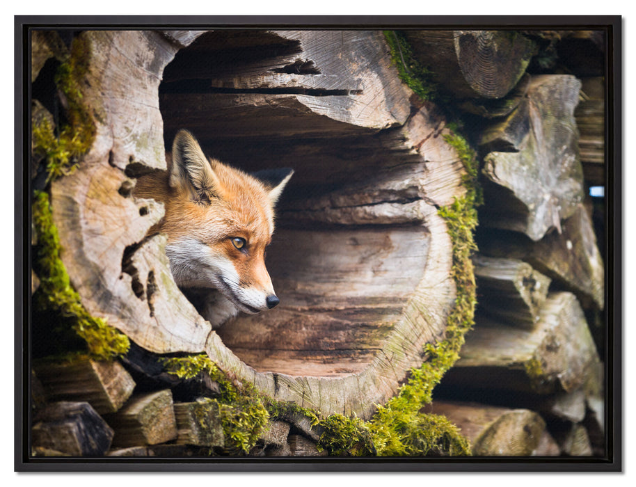 Fuchs im Baumstamm auf Leinwandbild gerahmt Größe 80x60
