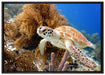Meeresschildkröte auf Leinwandbild gerahmt Größe 100x70