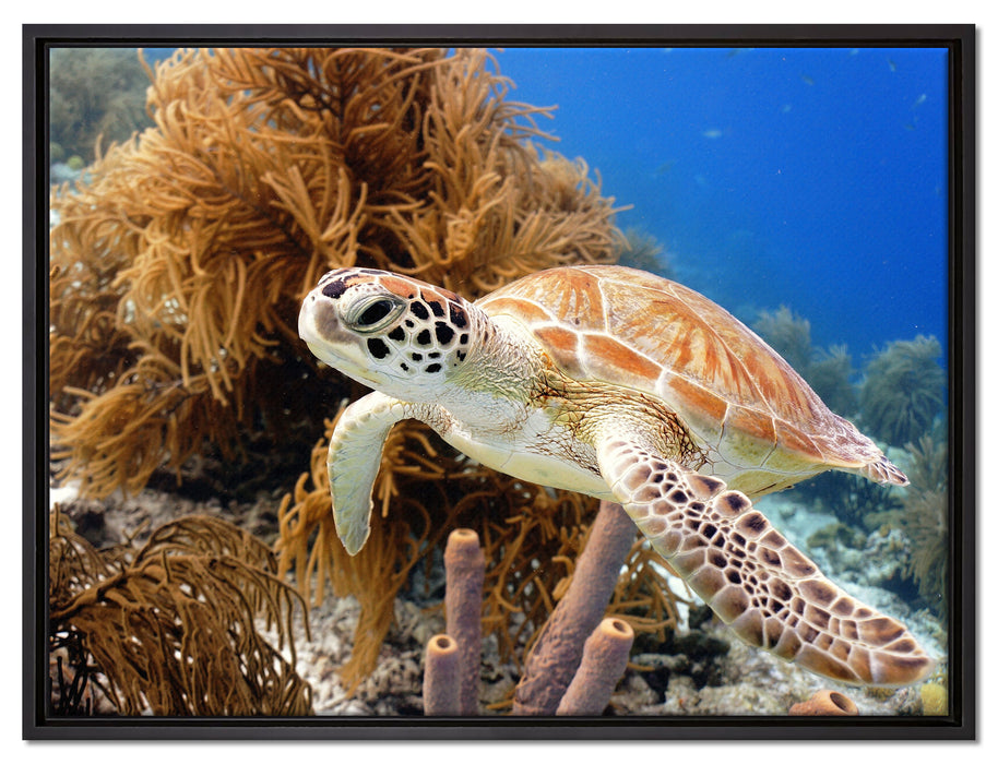 Meeresschildkröte auf Leinwandbild gerahmt Größe 80x60
