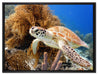 Meeresschildkröte auf Leinwandbild gerahmt Größe 80x60