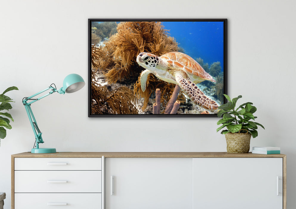 Meeresschildkröte auf Leinwandbild gerahmt verschiedene Größen im Wohnzimmer