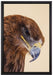 Adler Porträt auf Leinwandbild gerahmt Größe 60x40