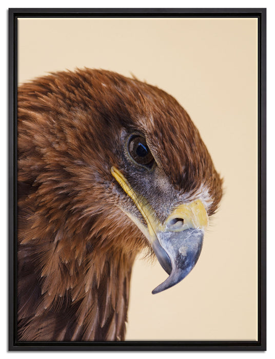 Adler Porträt auf Leinwandbild gerahmt Größe 80x60