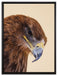 Adler Porträt auf Leinwandbild gerahmt Größe 80x60