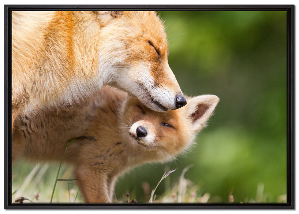 Kuschelnde Füchse auf Leinwandbild gerahmt Größe 100x70