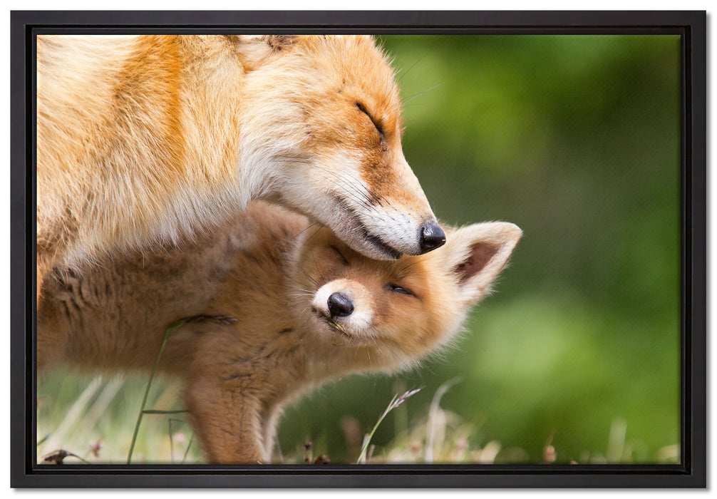 Kuschelnde Füchse auf Leinwandbild gerahmt Größe 60x40