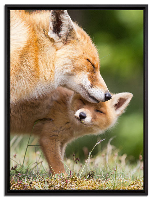Kuschelnde Füchse auf Leinwandbild gerahmt Größe 80x60