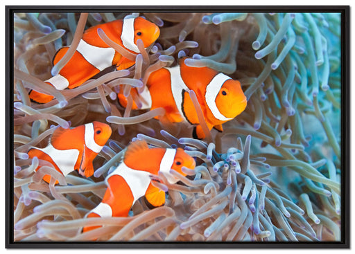Clownsfische in Anemone auf Leinwandbild gerahmt Größe 100x70