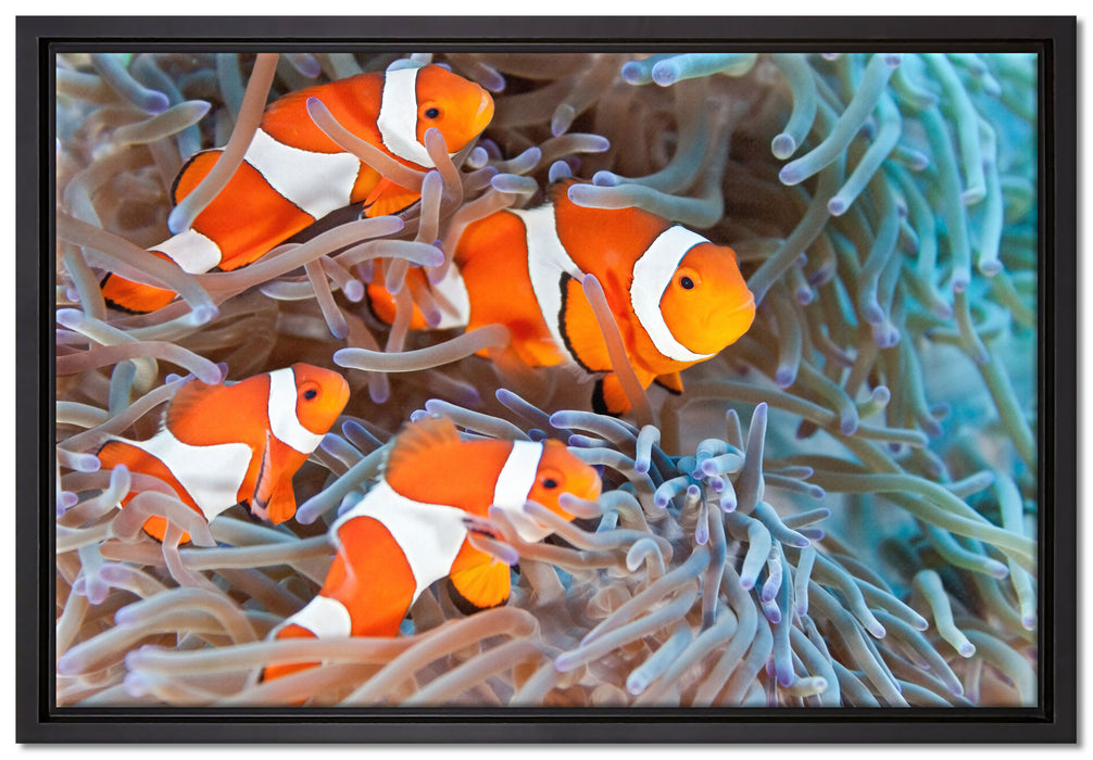 Clownsfische in Anemone auf Leinwandbild gerahmt Größe 60x40