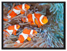 Clownsfische in Anemone auf Leinwandbild gerahmt Größe 80x60