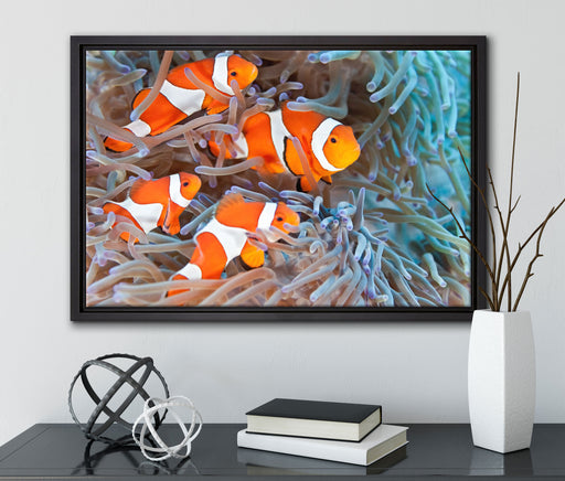 Clownsfische in Anemone auf Leinwandbild gerahmt mit Kirschblüten