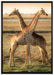 Giraffen Paar auf Leinwandbild gerahmt Größe 100x70