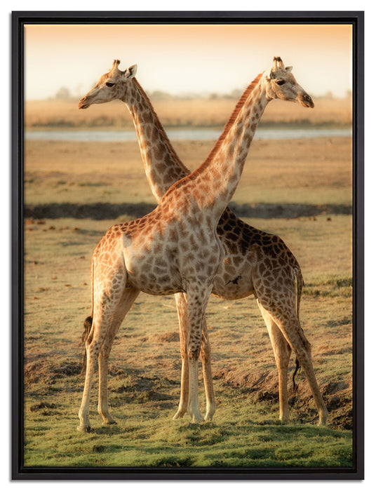 Giraffen Paar auf Leinwandbild gerahmt Größe 80x60