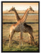 Giraffen Paar auf Leinwandbild gerahmt Größe 80x60