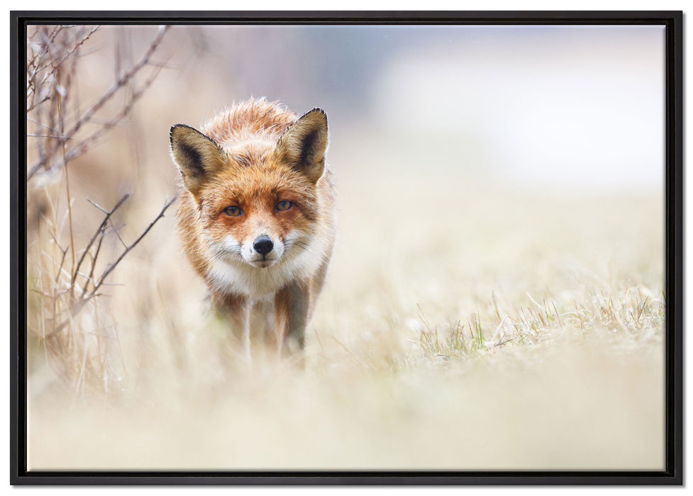 Schleichender fuchs auf Leinwandbild gerahmt Größe 100x70