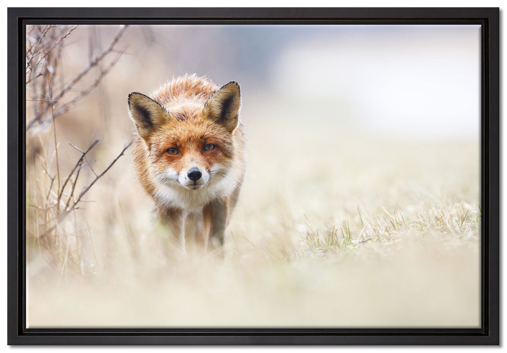 Schleichender fuchs auf Leinwandbild gerahmt Größe 60x40