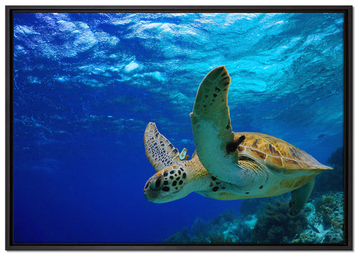 Schildkröte im Riff auf Leinwandbild gerahmt Größe 100x70