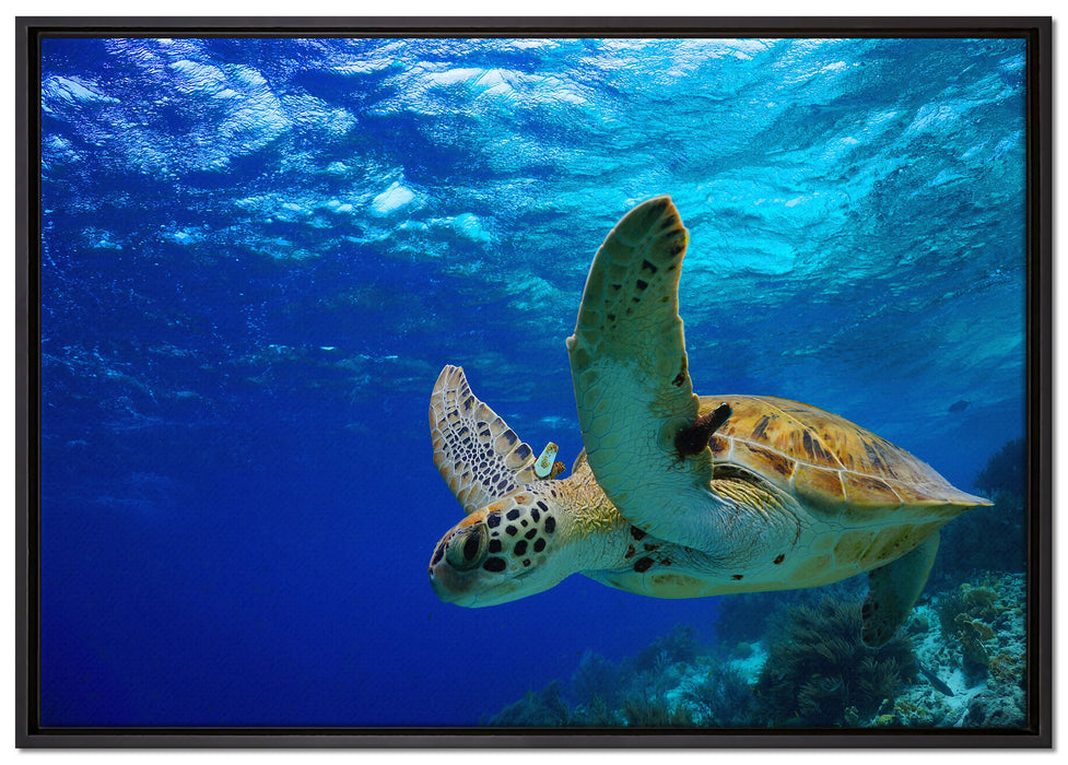 Schildkröte im Riff auf Leinwandbild gerahmt Größe 100x70