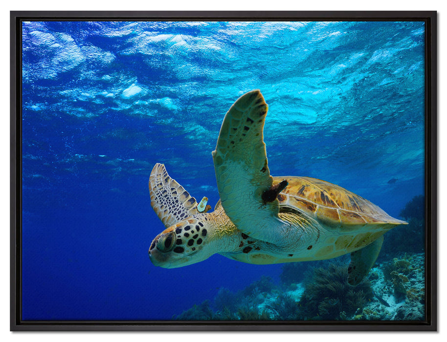 Schildkröte im Riff auf Leinwandbild gerahmt Größe 80x60
