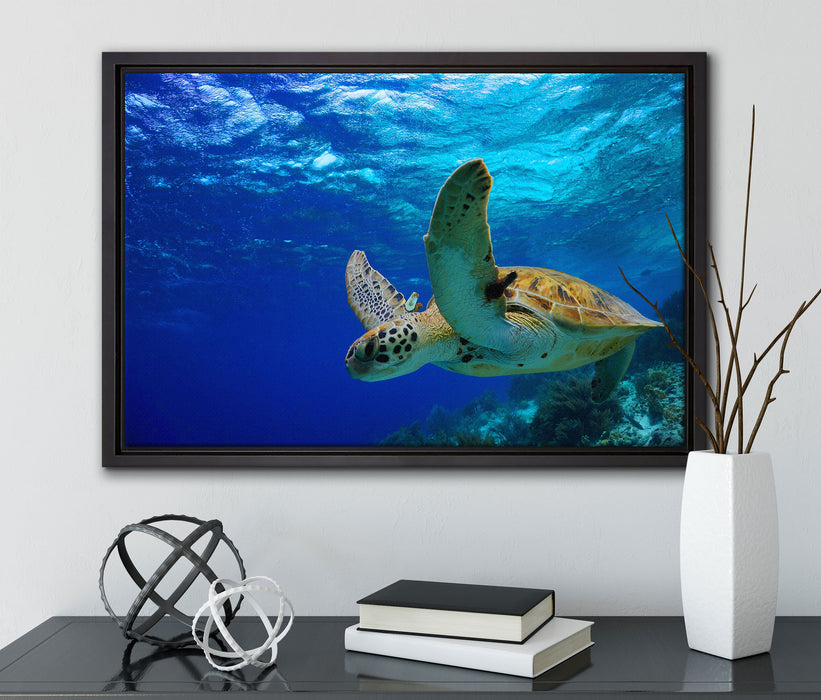 Schildkröte im Riff auf Leinwandbild gerahmt mit Kirschblüten