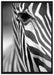 Zebra Nahaufnahme auf Leinwandbild gerahmt Größe 100x70
