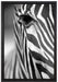 Zebra Nahaufnahme auf Leinwandbild gerahmt Größe 60x40