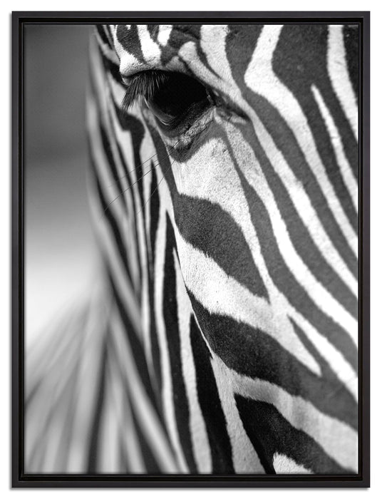 Zebra Nahaufnahme auf Leinwandbild gerahmt Größe 80x60