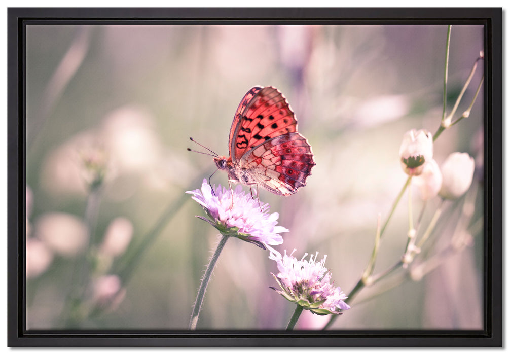 Bezaubernder Schmetterling auf Leinwandbild gerahmt Größe 60x40